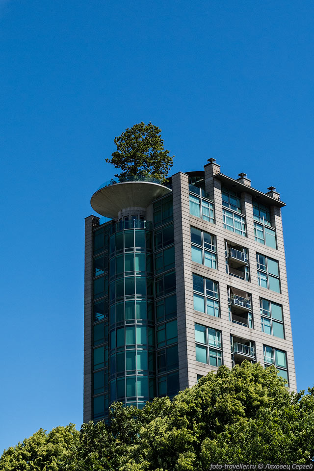 Дерево на крыше здания в Ванкувере