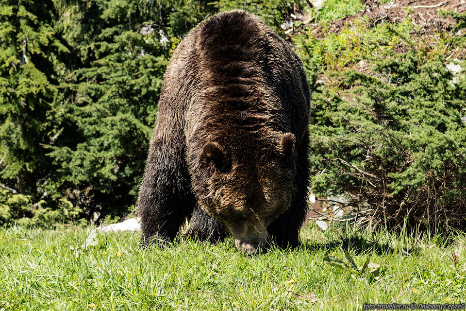 На горе Груз можно понаблюдать за медведями гризли