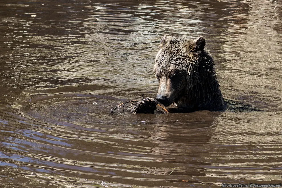 Гризли добывает какие-то корешки со дна водоема