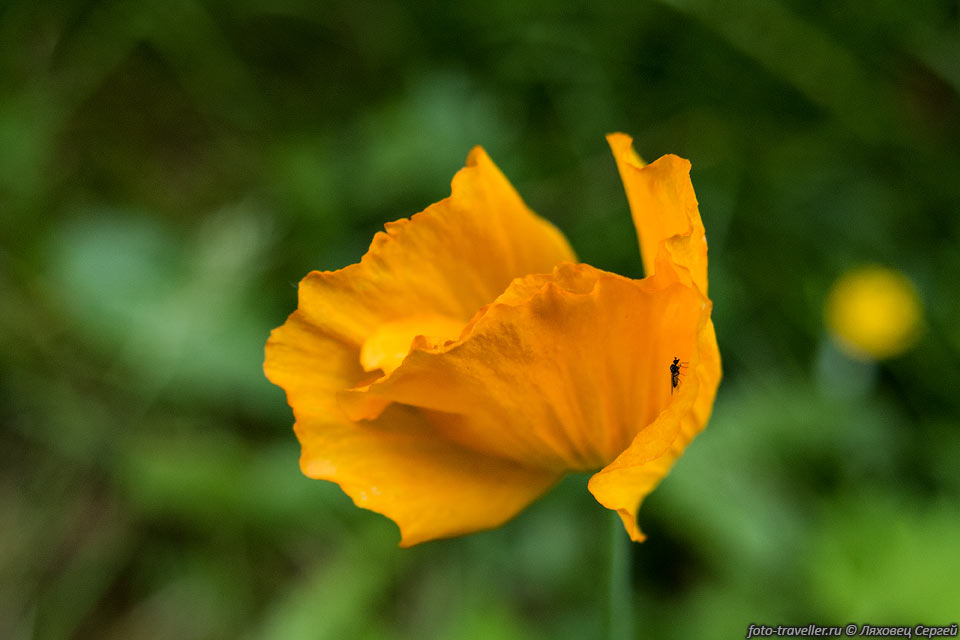 Цветок в Региональном парке Речка Капилано
