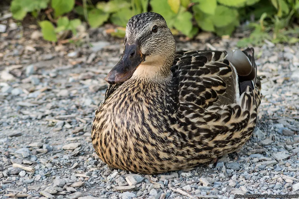 Кря́ква (Anas platyrhynchos, Mallard) - наиболее известная и распространённая
дикая утка.
На картинке самка. Самец довольно сильно отличается цветом оперения.