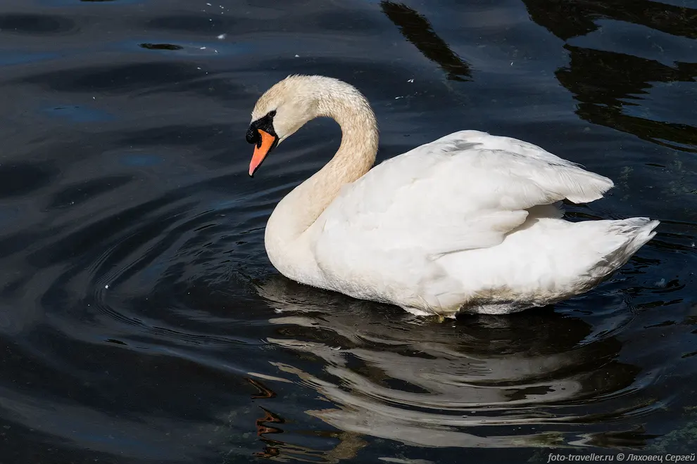 Лебедь-шипун (Cygnus olor, Mute Swan) в Затерянном озере.
Шипуном назван из-за шипения, издаваемого при раздражении.