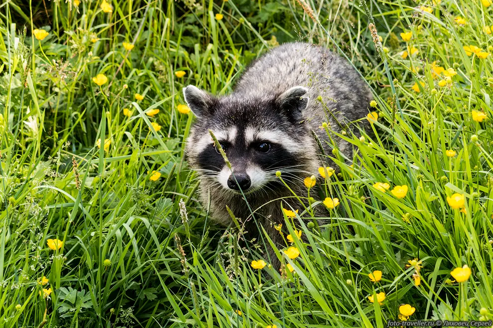 Енот-полоскун (Американский енот, Procyon lotor,
Raccoon) в парке 
Стэнли, возле Затерянного озера