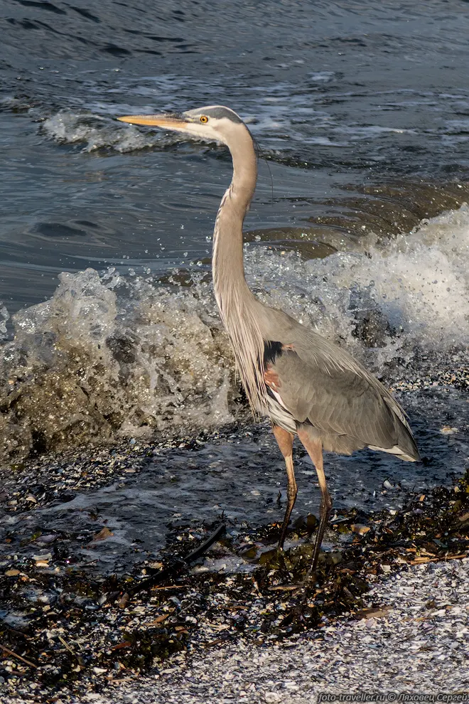 Большая голубая цапля (Ardea herodias, Great Blue Heron) является
самой крупной цаплей на территории Северной Америки