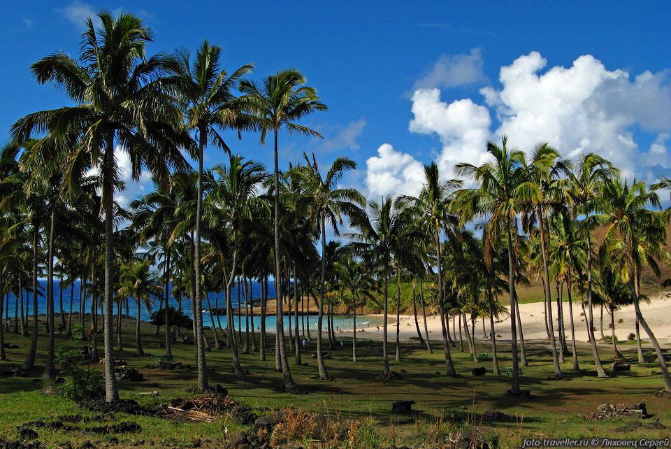 Пальмы на пляже Анакена (Anakena).