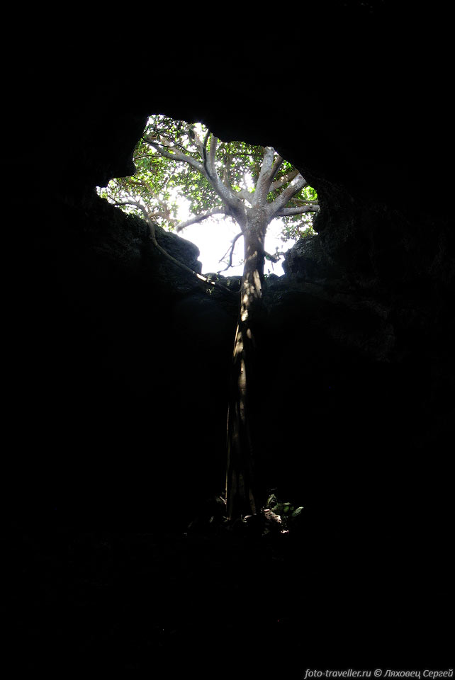 Дерево в пещере.