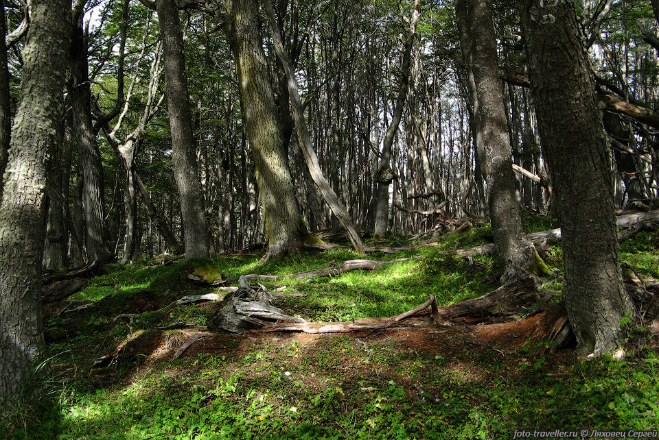 Остров Наварино, за исключением центральной и южной части, покрыт 
лесом.
Это один из южнейших лесных массивов планеты.