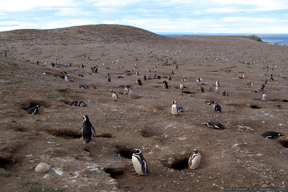 На острове Магдалена обитает большая колония магеллановых пингвинов 
(Spheniscus magellanicus).