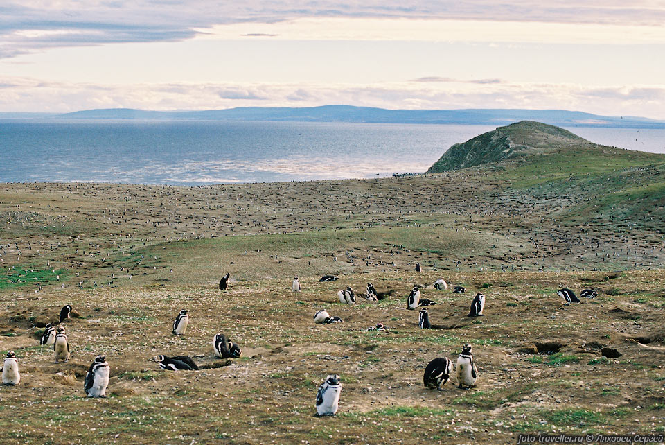 Плотность населения поражает.
На маленьком островке насчитывается около 120 тыс. пингвинов.