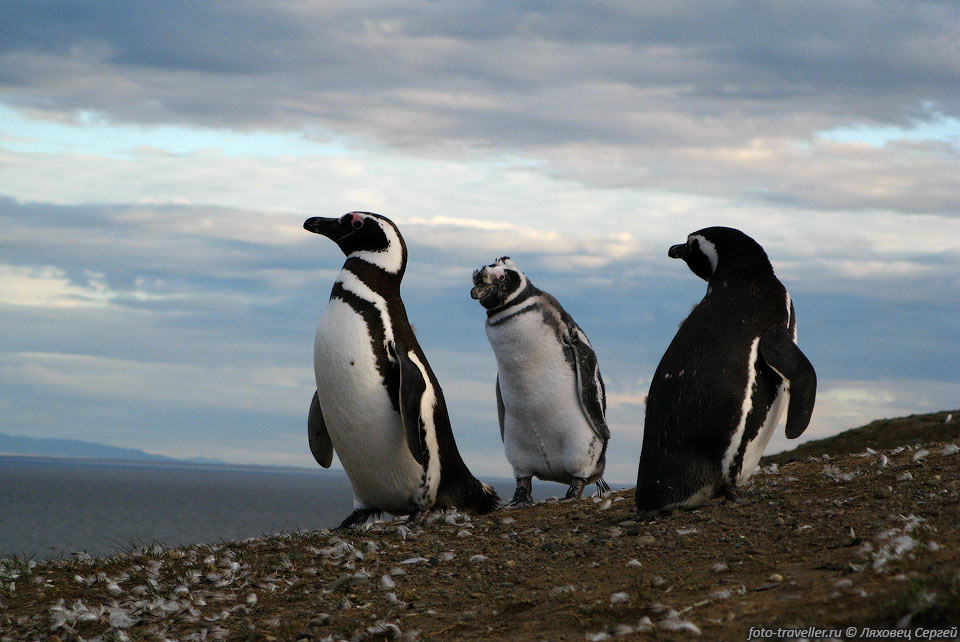 Ветер носит пингвиний пух по острову.