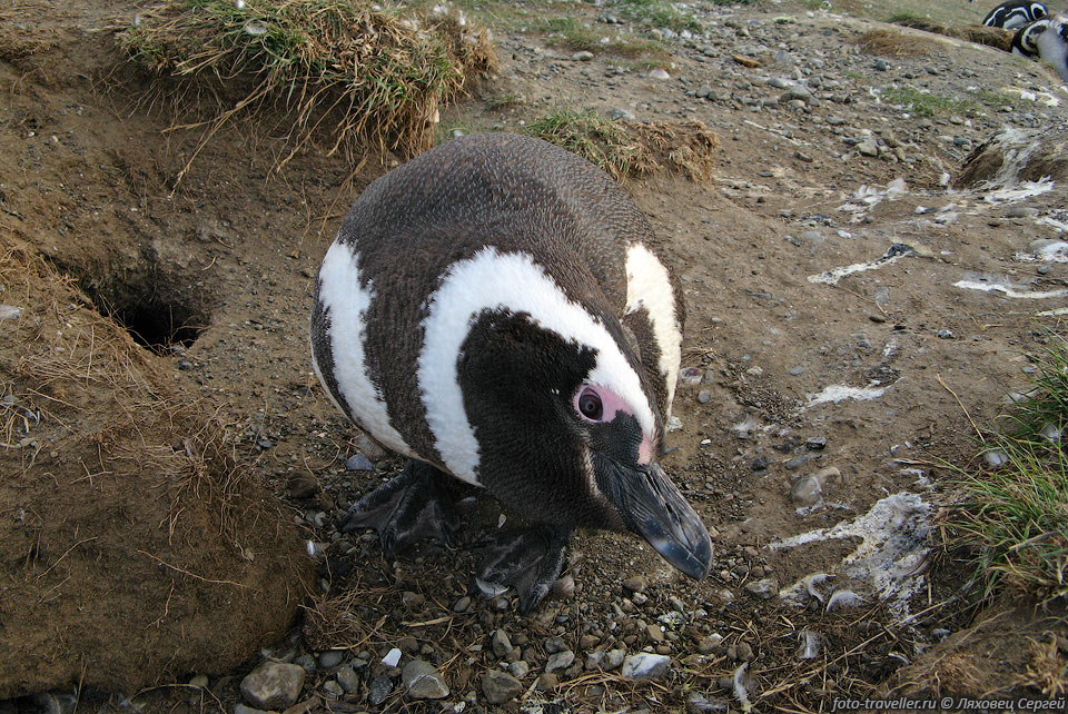 Пингвины на острове Магдалена людей не сильно боятся, их можно 
даже погладить!