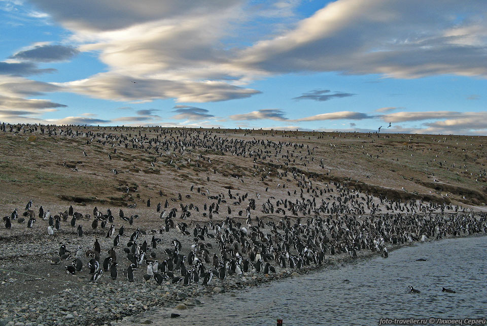 Деревьев на острове не видно, только скудная трава.
Все остальное - это пингвины!