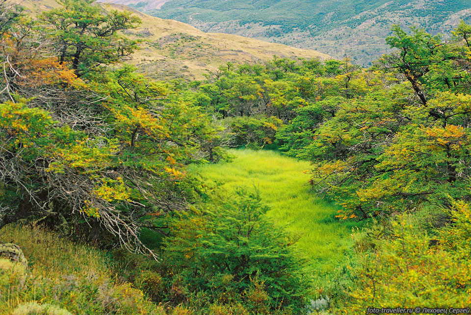 В национальном парке Торрес дель Пайне произрастает множество 
интересных деревьев и растений