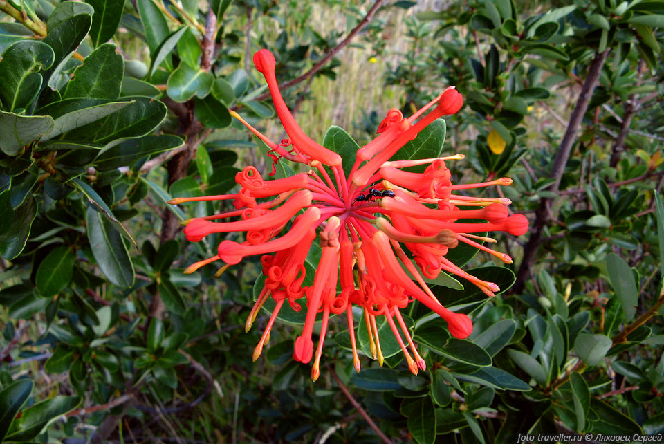 Эмботриум шарлаховый (Notro Flower, Chilean firetree, Chilean 
firebush, Embothrium coccineum).