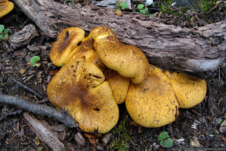 Желтые грибы