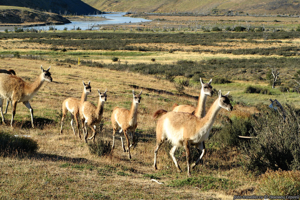 Гуанако (Lama guanicoe).