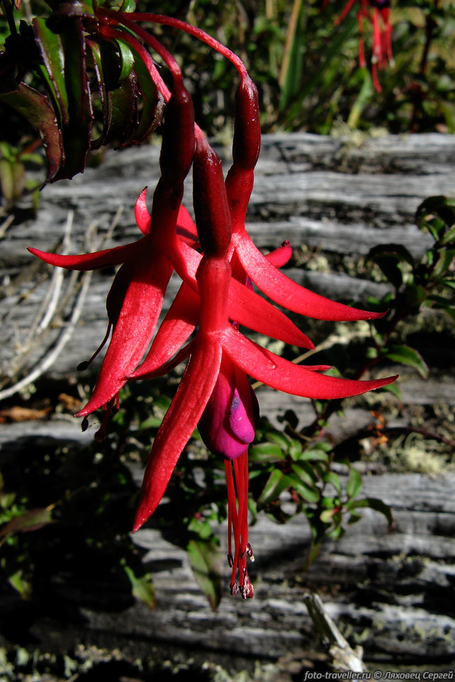 Фуксия магелланская (Pangue, Fuchsia magellanica).