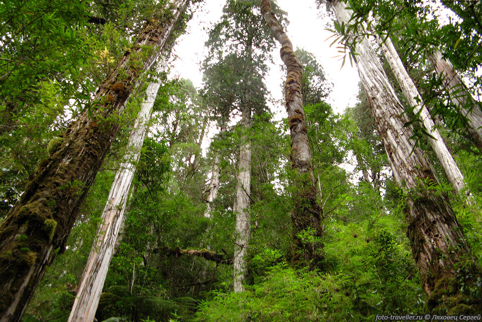 Тропический лес. Чили оказывается такое разное!
Фицройя кипарисовидная (Rodal Alerce, Fitzroya cupressoides).