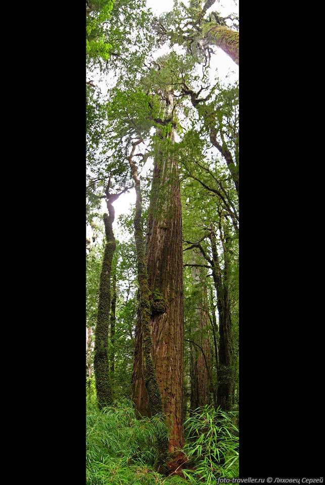 Упираясь в небо.
Самое старое дерево в этом районе имеет возраст порядка 3800 лет.