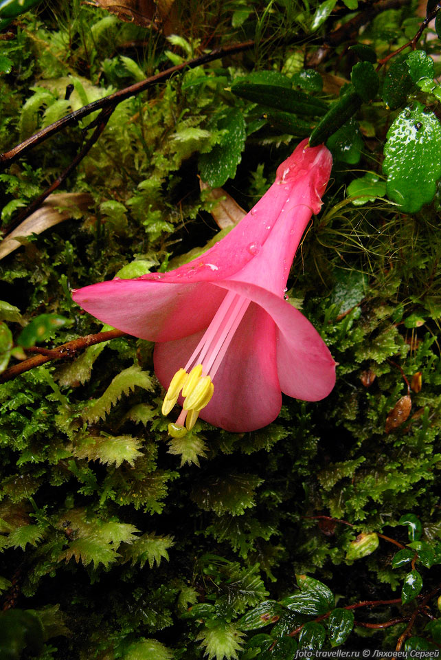 Лапагерия розовая, кипиуэ (Copihue, Chilean Bellflower, Chilean 
Glory Flower, Lapageria rosea).