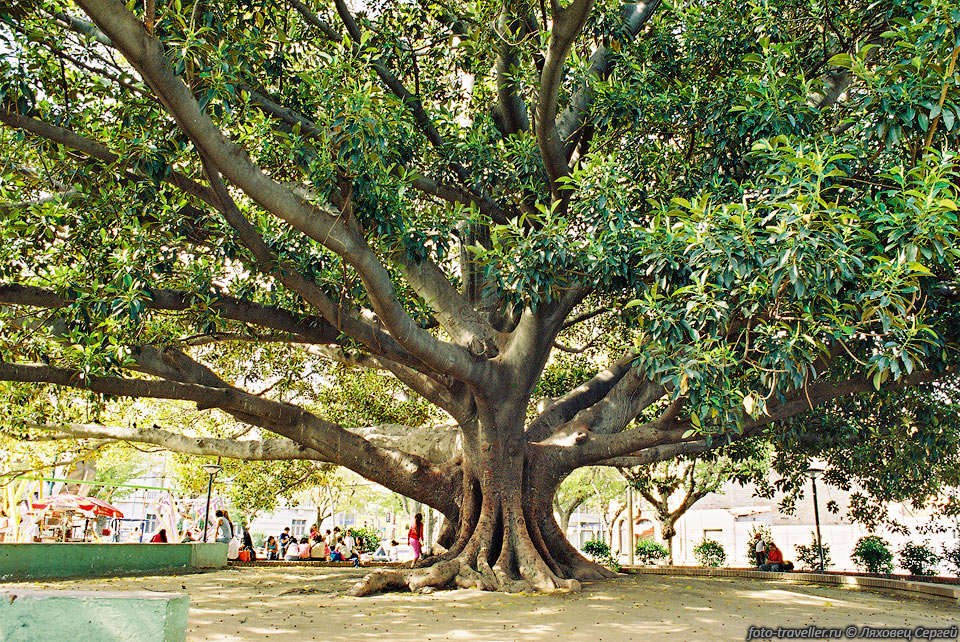 Огромное дерево, растущее в парке города