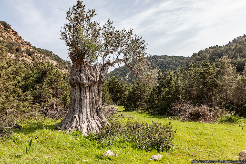 Олива европейская, Маслина культурная, Оливковое дерево (Olea 
europaea) - вечнозелёное субтропическое дерево.
Растение с древности возделывается для получения оливкового масла, в диком виде 
не встречается.