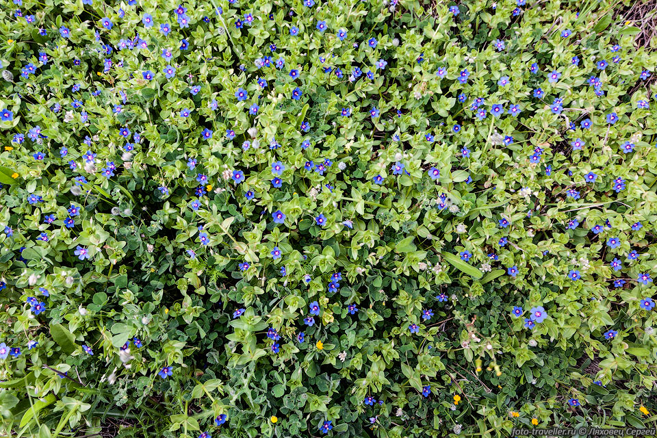 Очный цвет полевой (Anagallis arvensis) - однолетнее травянистое 
растение.
Все части растения, особенно корни, ядовиты, поскольку они содержат сапонины.

Растет по всему миру. Историческая Родина - Средиземноморье.
Цветки растений из Центральной Европы обычно ярко-красные, а из Средиземноморья 
имеют синий цвет.