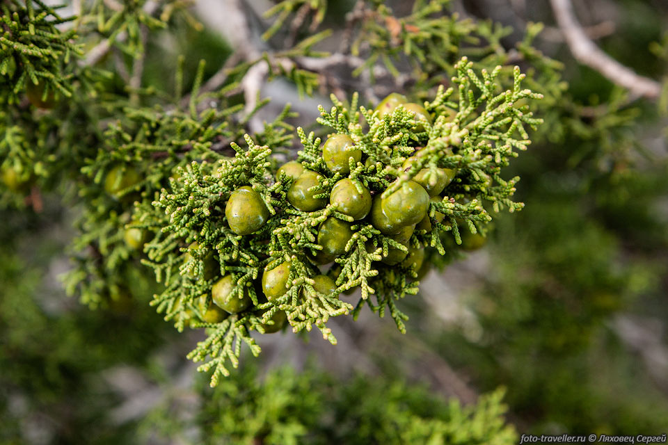 Можжевельник красноплодный (Juniperus phoenicea).
В естественных условиях растёт по всему средиземноморскому региону. 
Древесина дерева устойчива к гниению.