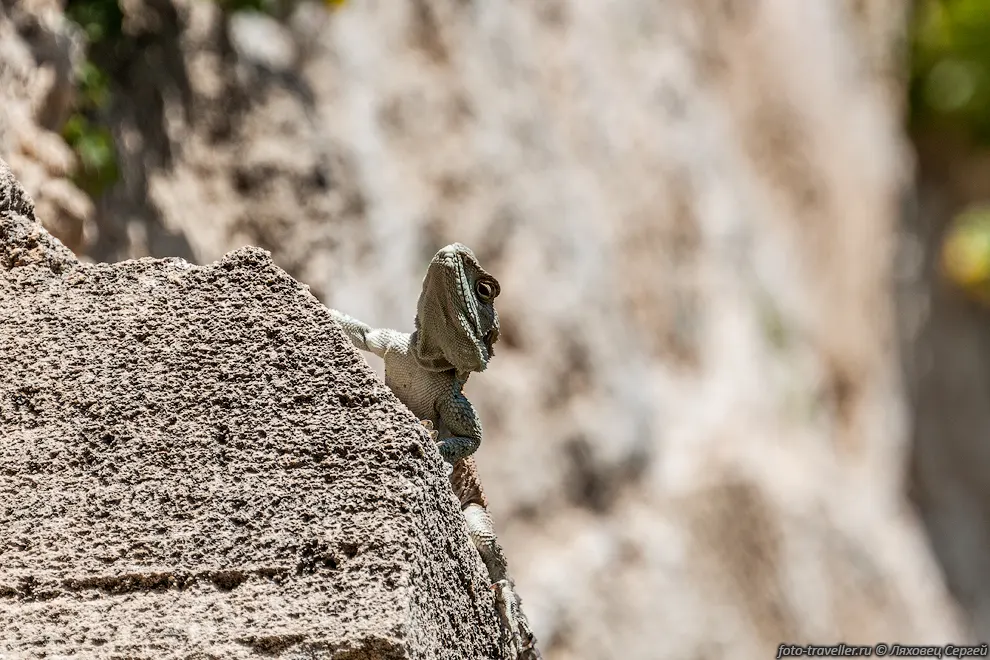 Стеллион, агама-гардун кипрский подвид (Stellagama stellio ssp.
cypriaca).