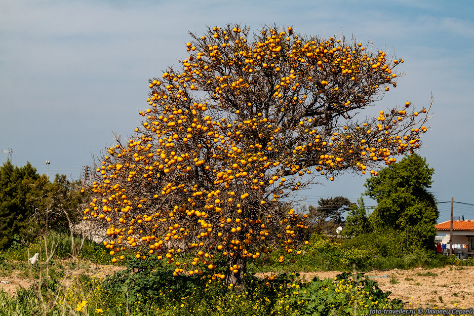 Дерево с апельсинами
