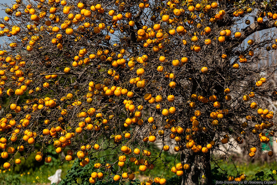Апельсины кислые, поэтому их никто не собирает
