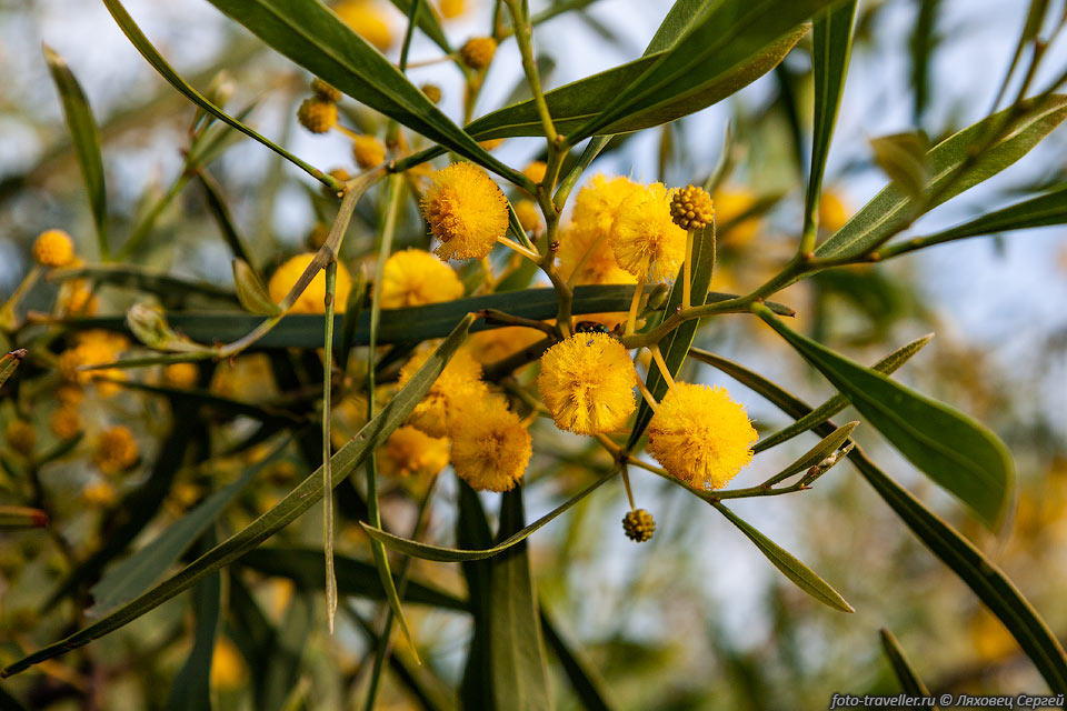 Цветки акации ивовидной (Acacia saligna)
