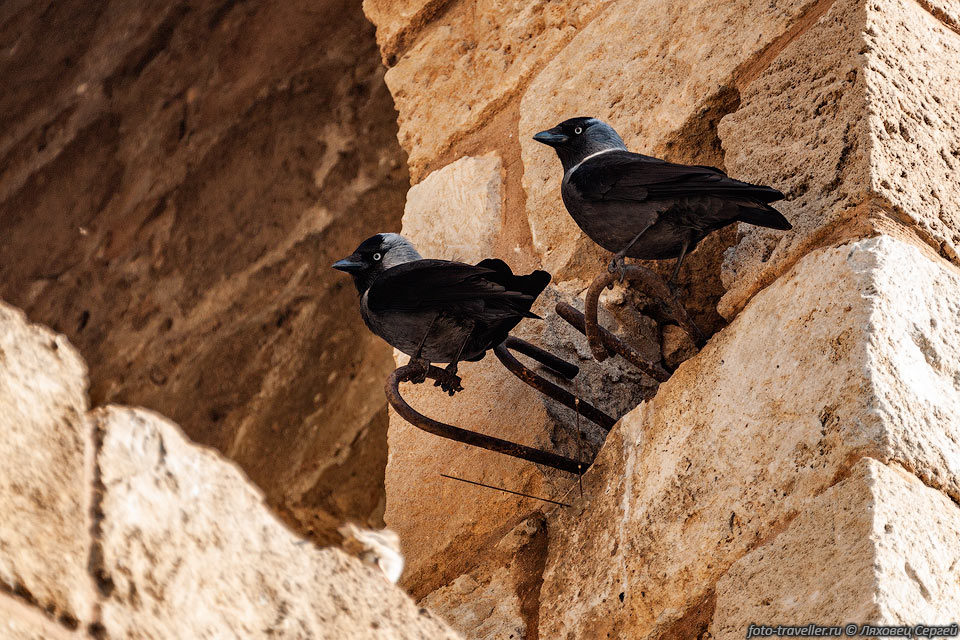 Птицы в монастыре Апостола Варнавы (Apostle Varnava Monastery)