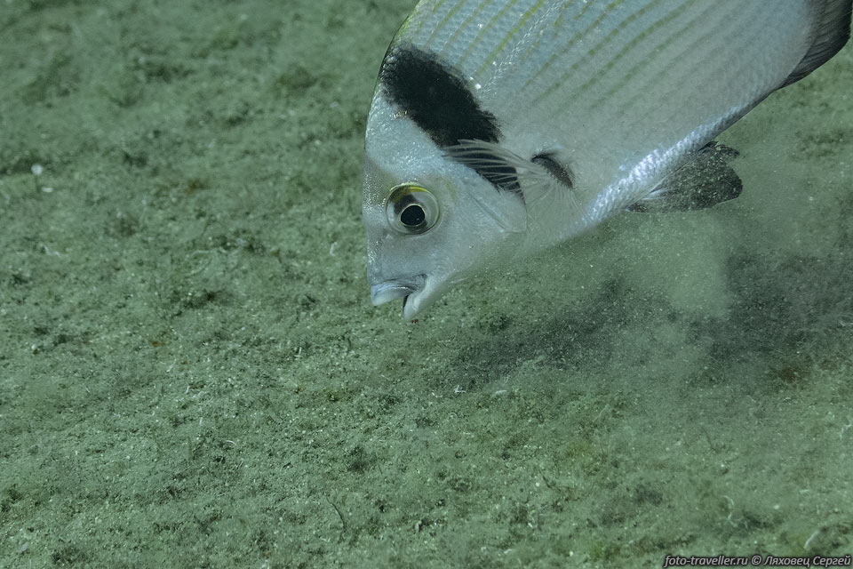 Сарг, клюворыл (Diplodus vulgaris, common two-banded sea bream) 
- вид лучепёрых рыб из семейства спаровых (Sparidae).