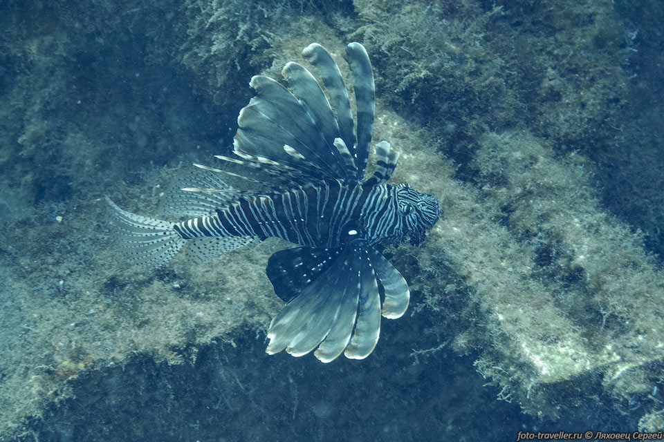Индийская крылатка (Pterois miles) - тропическая рыба, обитающая 
преимущественно в Индийском океане.