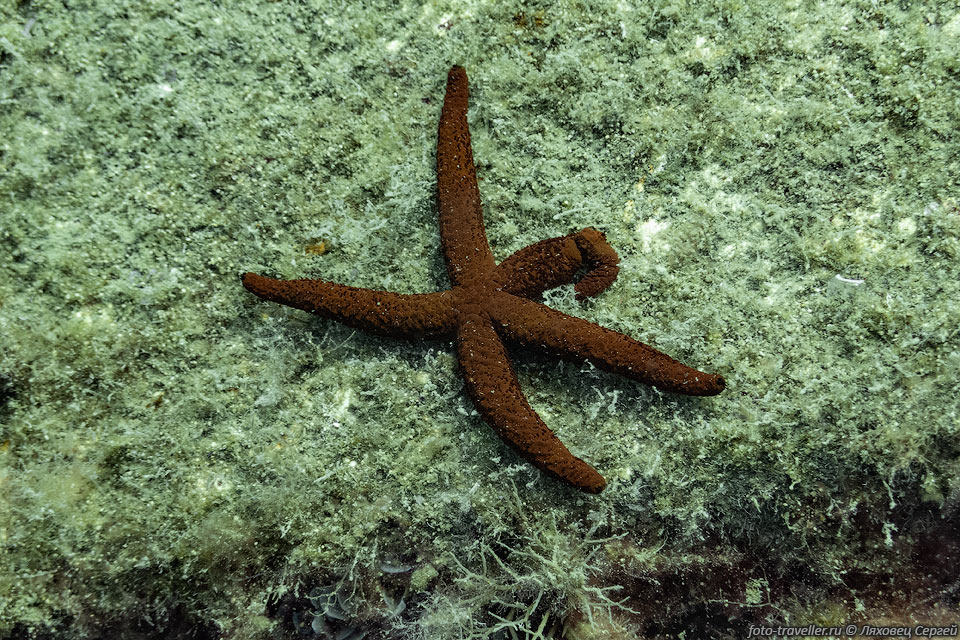 Средиземноморская красная морскаязвезда (Echinaster sepositus, 
Mediterranean red sea star) - 
вид морских звезд обитающих в Восточной Атлантике, включая Средиземное море.
Диаметр обычно до 20 см, но иногда может достигать 30 см.