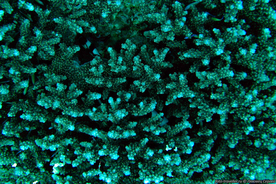 Коралл представляет собой материал скелета колонии коралловых 
полипов.
Кораллы - это животные.
