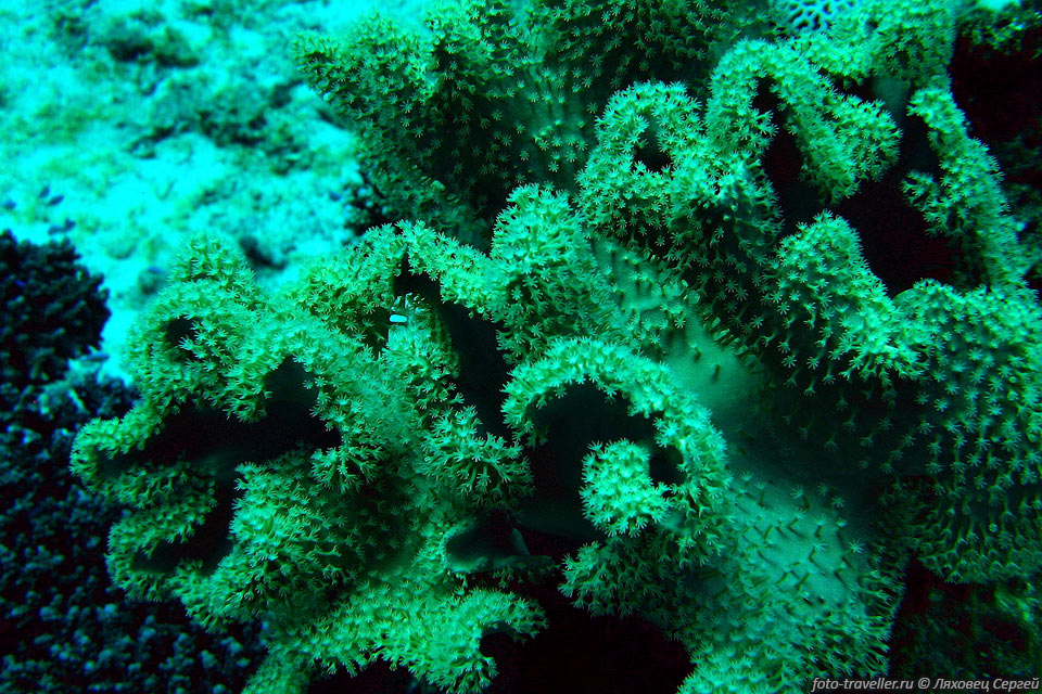 Серо-голубой саркофитон (Sarcophyton glaucum, Toadstool Mushroom 
leather coral).
Под водой я до этого не фотографировал и распознаванием кораллов и рыб не занимался,

поэтому в определении разных видов могу ошибаться (все смотрел по фотографиям).