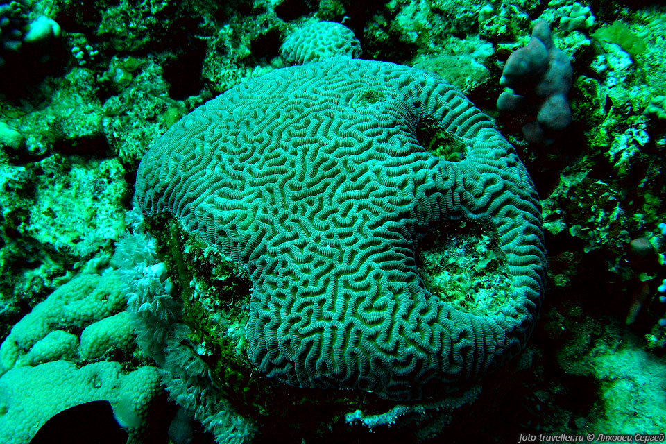 Коралл мозговик (Leptoria phrygia) относится к твердым кораллам.