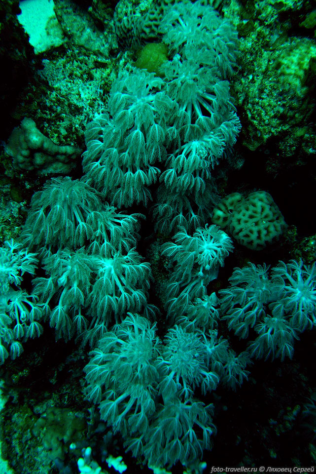 Белый пульсирующий коралл, Гетероксения (Heteroxenia fuscesens, 
White pulse soft coral).