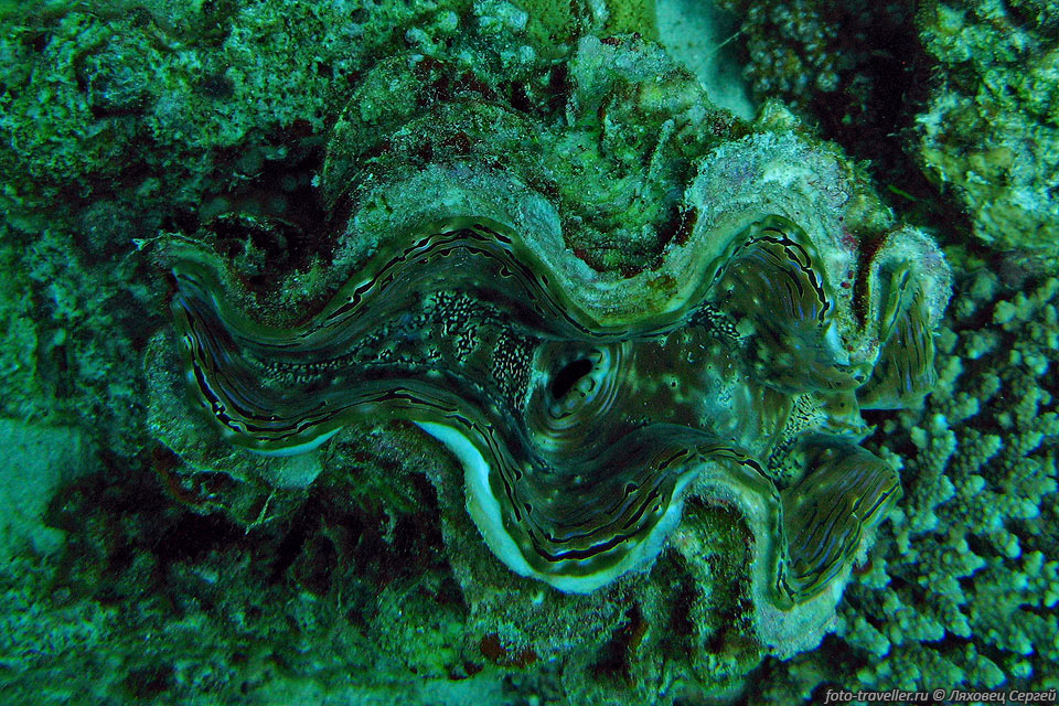 Чешуйчатая тридакна (Sguamose giant clam) - это крупный моллюск.
