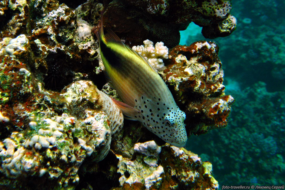 Крапчатый кудрепер (Крупночешуйный кудрепёр, Кудрепёр Форстера, 
Paracirrhites forsteri).
Рыбка держится плавниками за коралл, поджидает добычу. Вырастает до 20 см.
