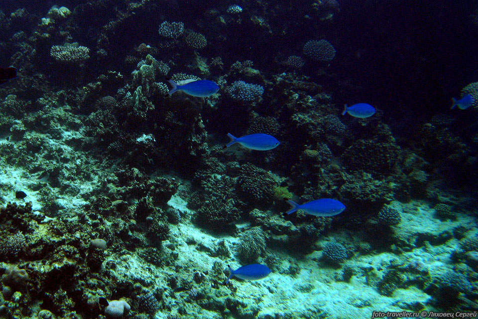 Красноморский цезий обычно обитает на глубинах до 25 метров.
Имеет размеры 18-20 см. 