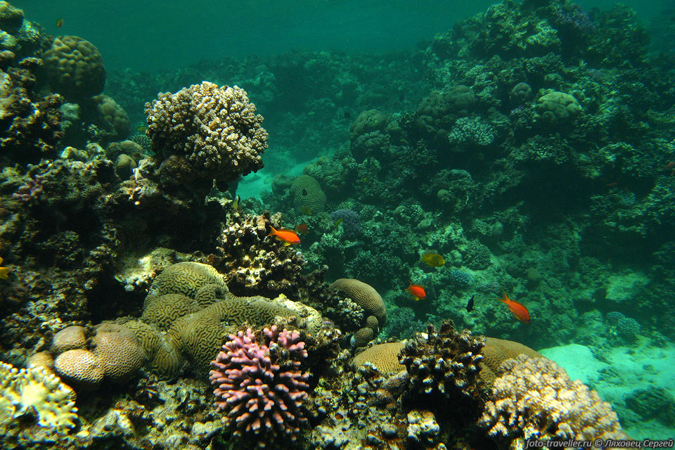 В природе известно свыше 3500 разновидностей кораллов.
Различают до 350 их цветовых оттенков.