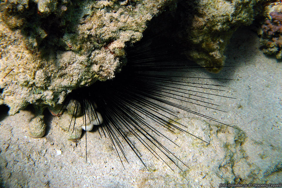 Диадемовый морской ёж (Diadema setosum, Black diadem sea urchin).