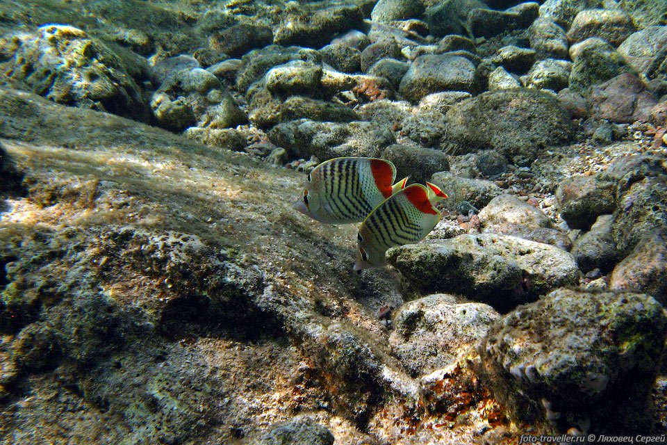Пара рыб-бабочек.
Красноспинная рыба-бабочка (Chaetodon paucifasciatus, Eritrean butterflyfish).