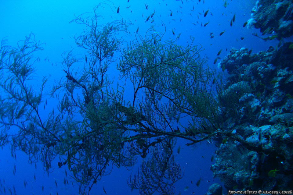 Подводное дерево