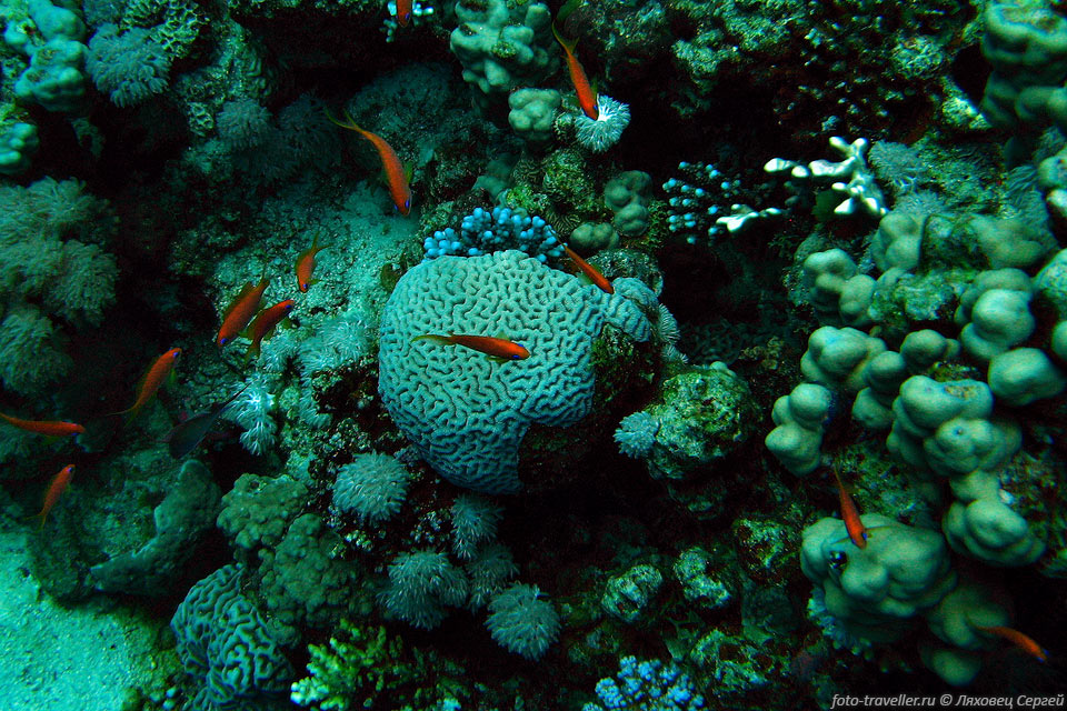 Рыбки над кораллом мозговиком