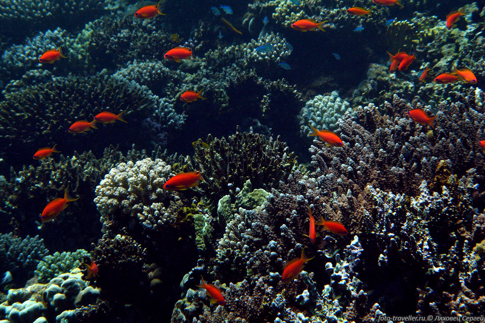 Свет кораллам нужен для развития симбиотических водорослей - зооксантелл, 
обитающих в теле полипов.
Водоросли выделяют кислород и сами служат источником пищи для полипов.