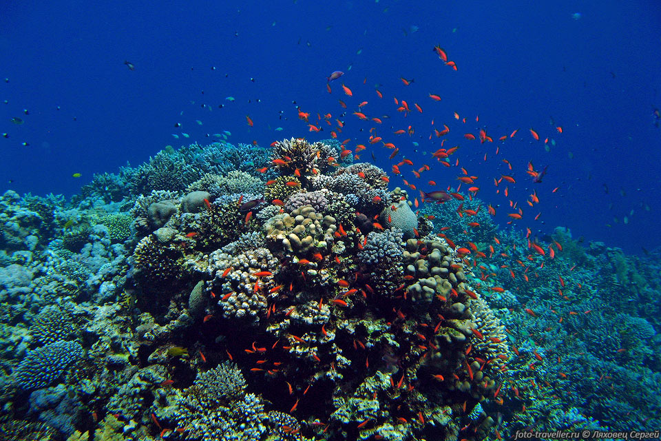 Кораллы размножаются почкованием и половым путем.
При почковании колония кораллов разрастается вширь.
При половом размножении личинка имеет шанс уплыть далеко и дать жизнь новой колонии.